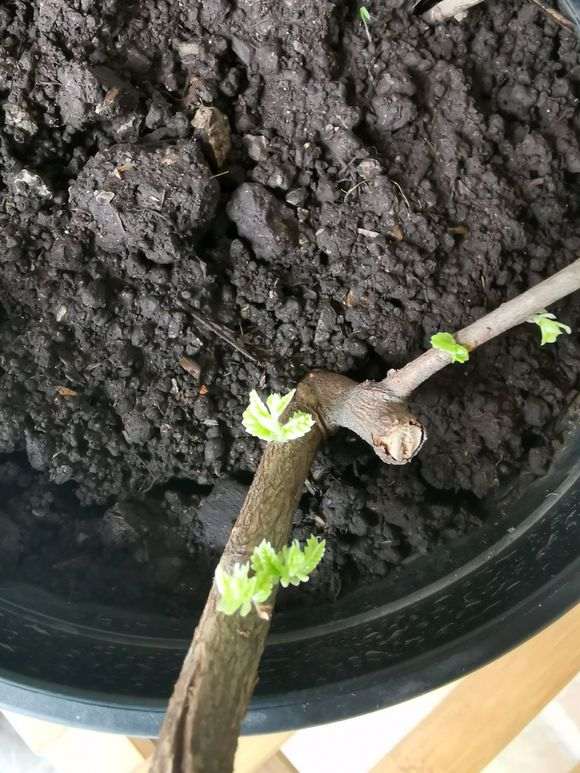 大神看看 这个是榔榆下山桩 图片