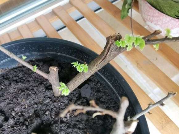 大神看看 这个是榔榆下山桩 图片