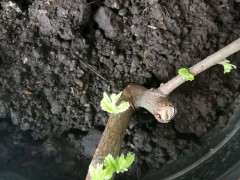 大神看看 这个是榔榆下山桩 图片