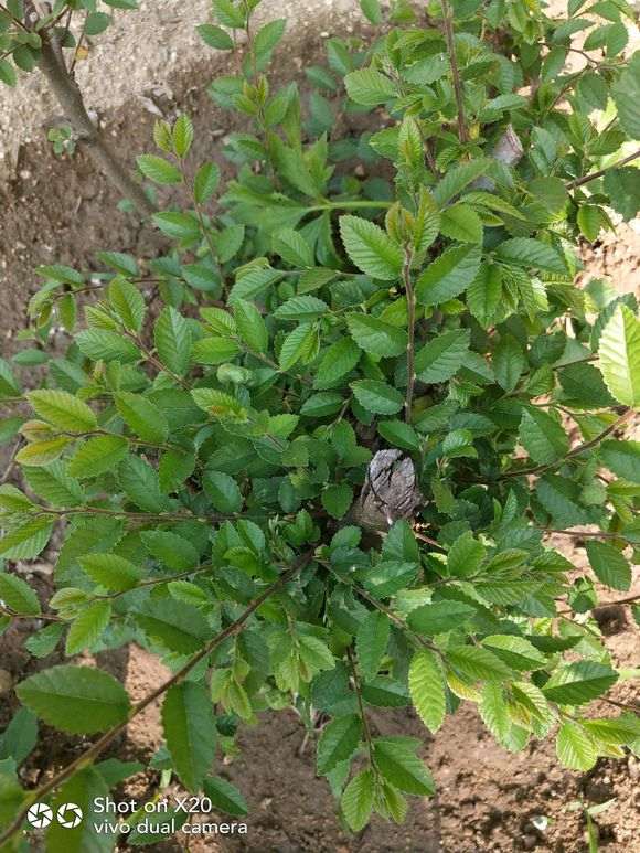 榔榆下山桩是不是家榆 怎么区别 图片