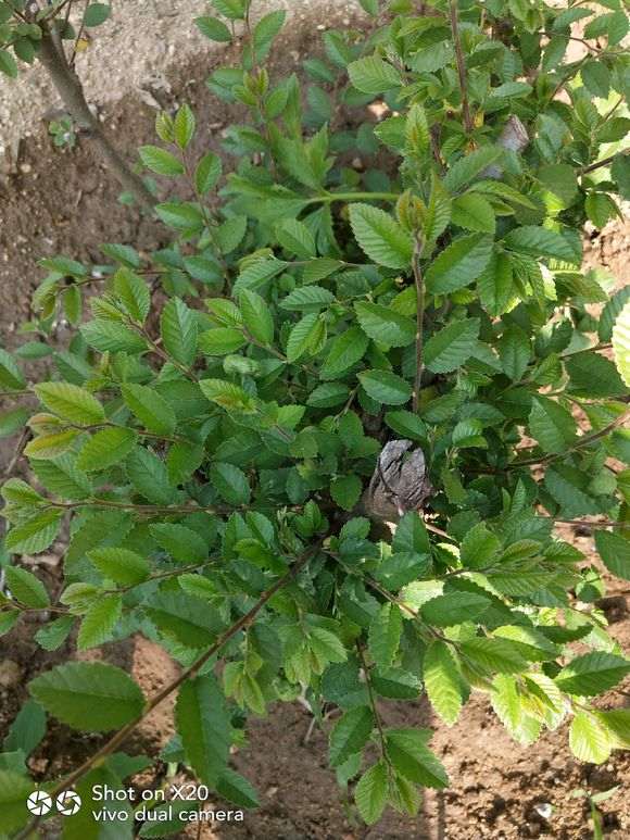 榔榆下山桩是不是家榆 怎么区别 图片