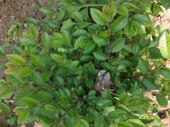 榔榆下山桩是不是家榆 怎么区别 图片