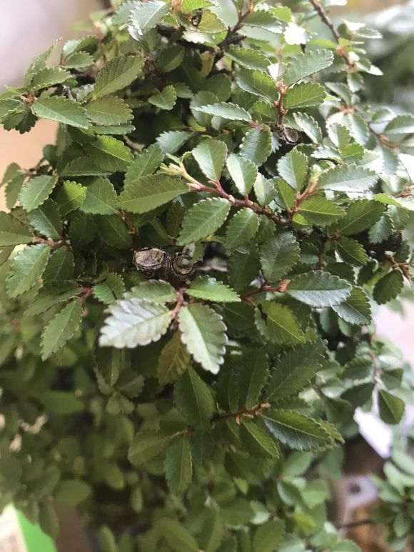 榆树下山桩脱皮了 怎么回事 图片