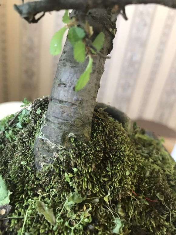 榆树下山桩脱皮了 怎么回事 图片