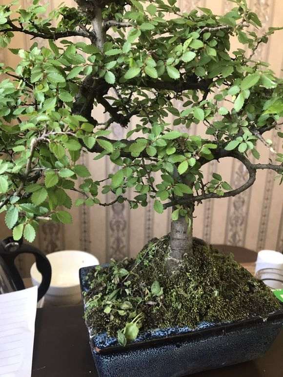 榆树下山桩脱皮了 怎么回事 图片