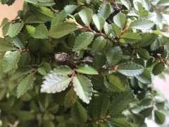 榆树下山桩脱皮了 怎么回事 图片