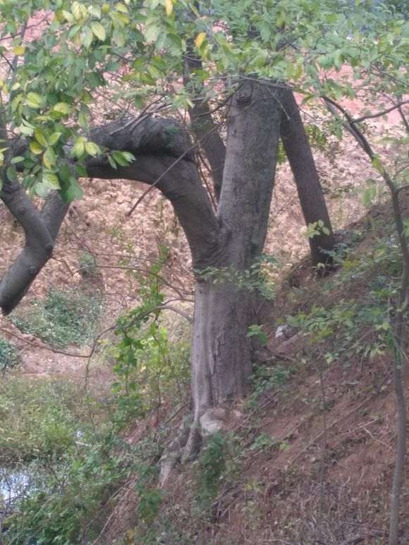 40多年的榆树下山桩 造型还可以吗 图片