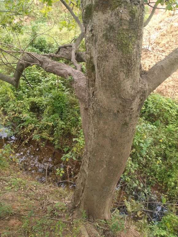 40多年的榆树下山桩 造型还可以吗 图片