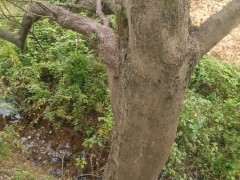 40多年的榆树下山桩 造型还可以吗 图片