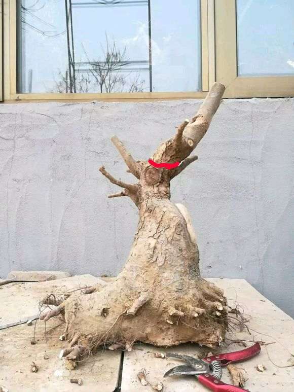 我挖的榔榆下山桩矮霸 怎么样 图片