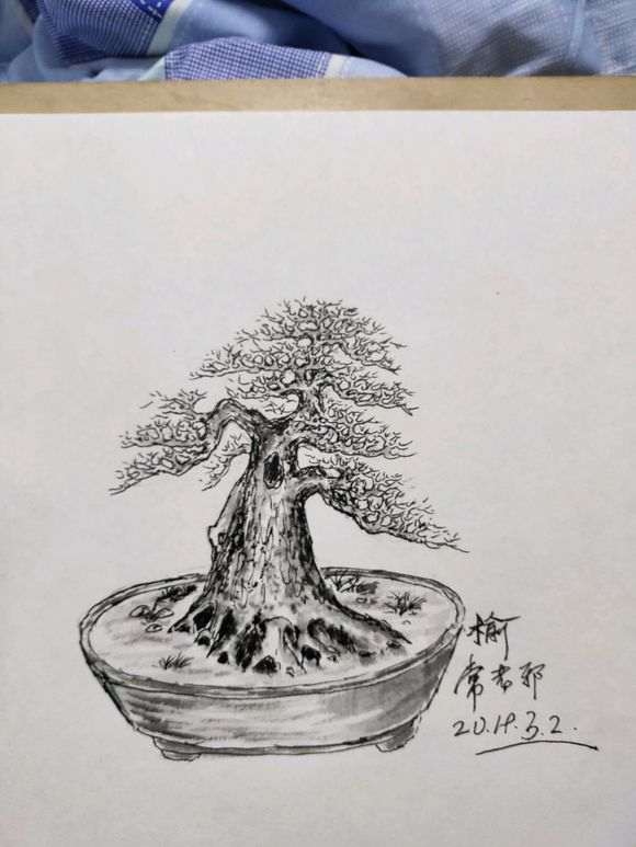 我挖的榔榆下山桩矮霸 怎么样 图片