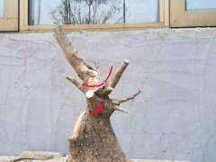 我挖的榔榆下山桩矮霸 可以吗 图片