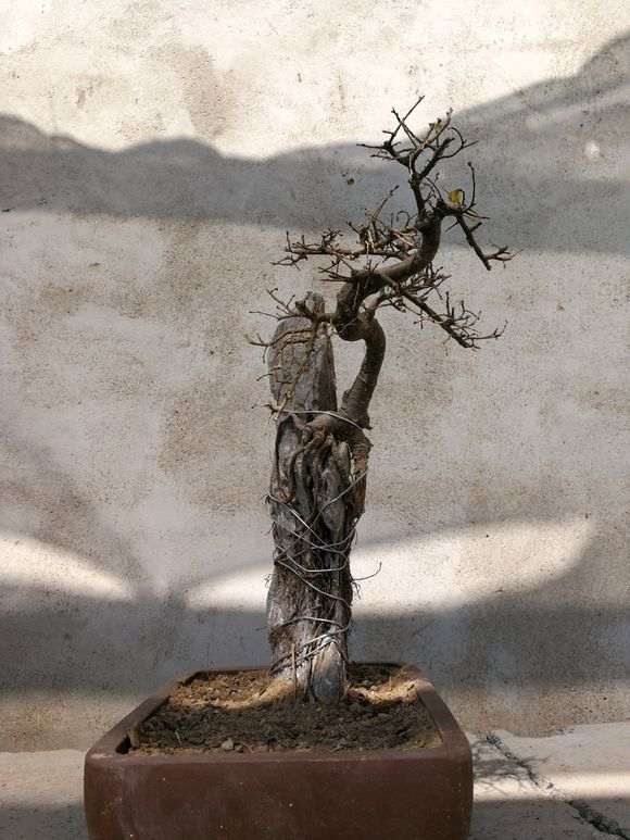 附石榔榆下山桩套袋后需不需要扎眼 图片