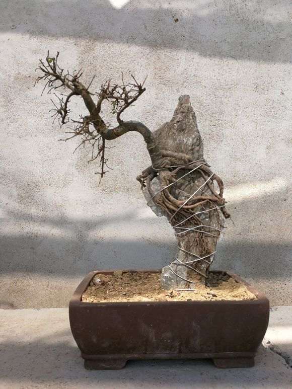 附石榔榆下山桩套袋后需不需要扎眼 图片