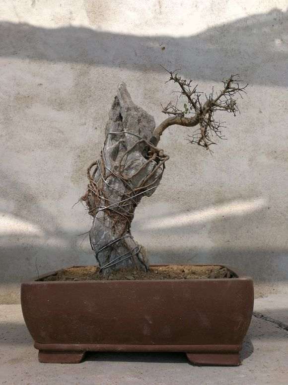 附石榔榆下山桩套袋后需不需要扎眼 图片