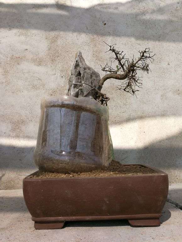 附石榔榆下山桩套袋后需不需要扎眼 图片