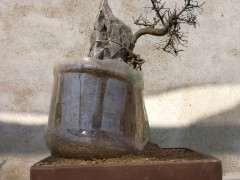 附石榔榆下山桩套袋后需不需要扎眼 图片