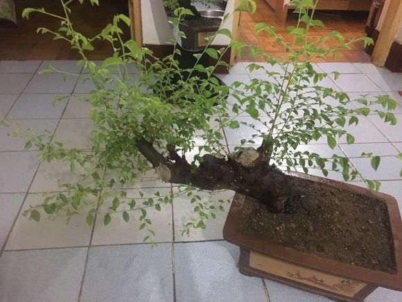 榔榆下山桩怎么放养蓄枝的方法 图片