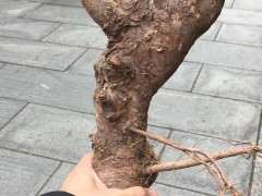 榔榆下山桩怎么放养蓄枝的方法 图片