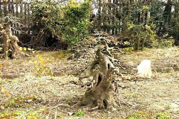 为什么榔榆下山桩像三角枫 怎么区别