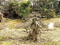 为什么榔榆下山桩像三角枫 怎么区别