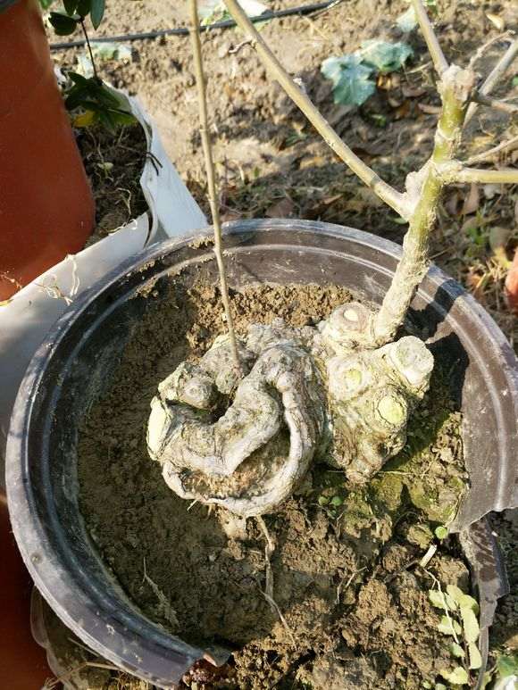 榔榆下山桩如何发展造型的方法 图片