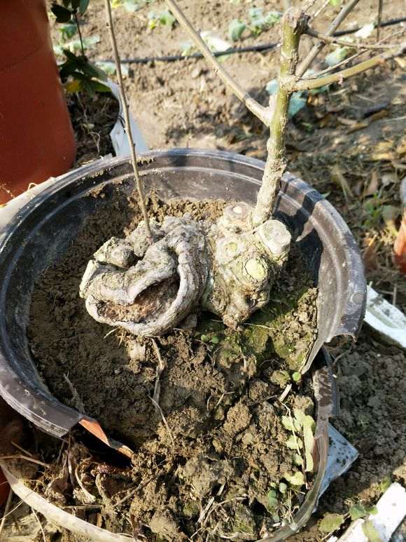 榔榆下山桩如何发展造型的方法 图片