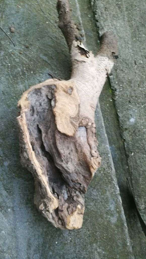 为什么榔榆下山桩10月份种最好 图片