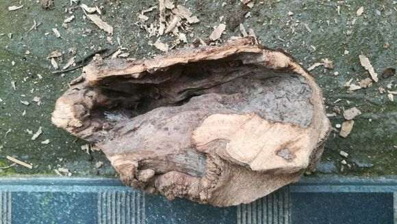 为什么榔榆下山桩10月份种最好 图片