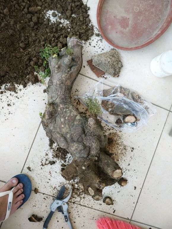 为什么榔榆下山桩10月份种最好 图片