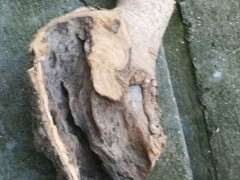 为什么榔榆下山桩10月份种最好 图片