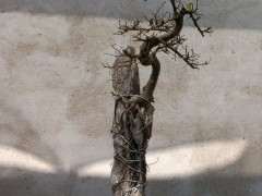 榔榆下山桩树能养活吗 怎么弄才能活 图片