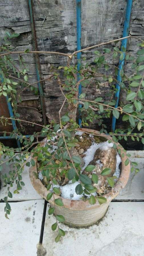 为什么冬天榆树下山桩不落叶是什么情况