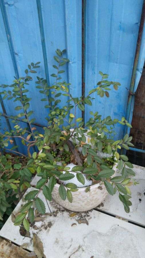 为什么冬天榆树下山桩不落叶是什么情况