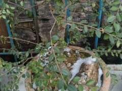 为什么冬天榆树下山桩不落叶是什么情况