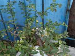 榔榆下山桩几月份高压好啊 图片