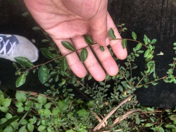 请教这种植物叫什么学名 是不是榔榆下山桩