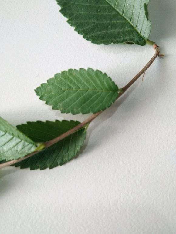 请教这种植物叫什么学名 是不是榔榆下山桩