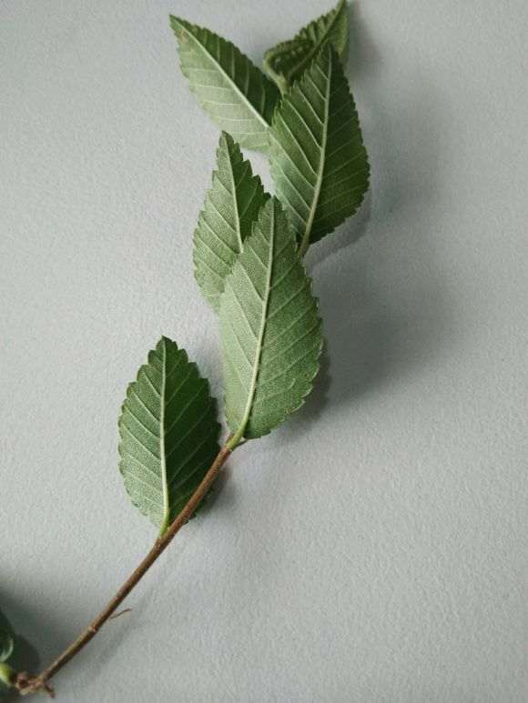 请教这种植物叫什么学名 是不是榔榆下山桩