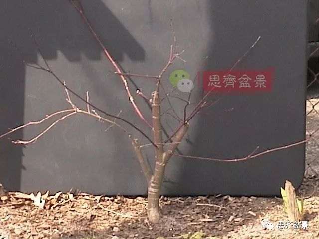 图解 红枫下山桩怎么制作成盆景