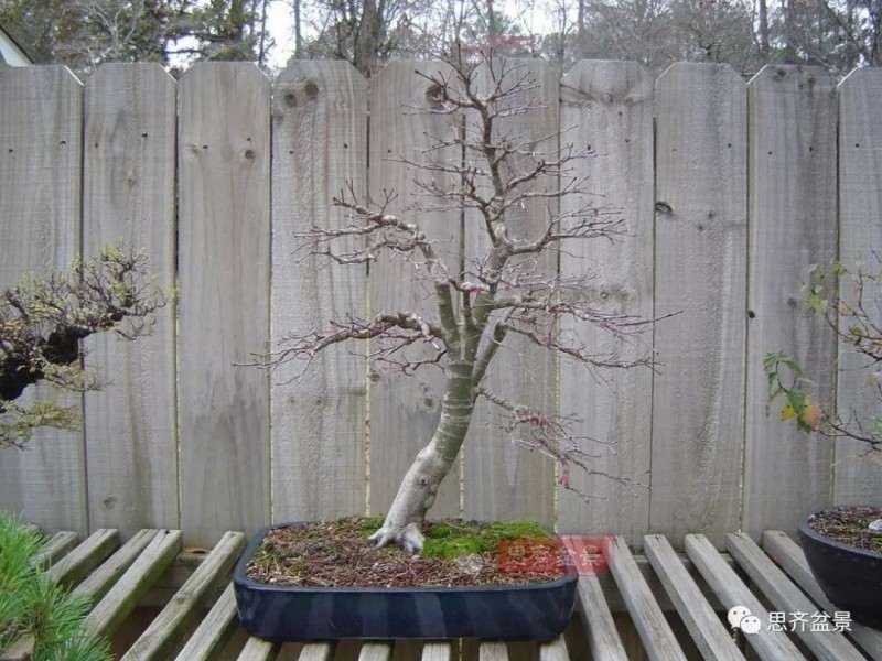 图解 红枫下山桩怎么制作成盆景