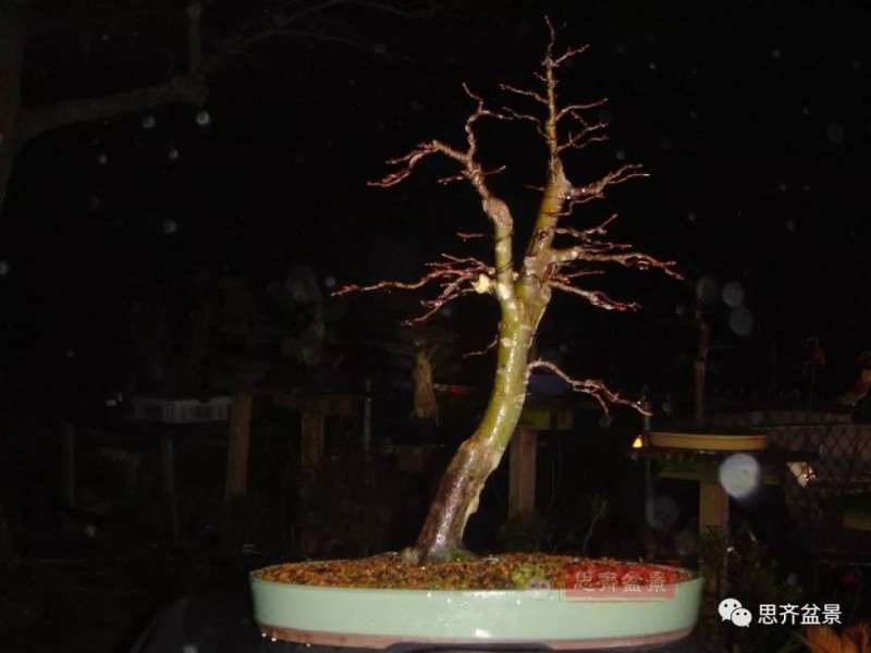 图解 红枫下山桩怎么制作成盆景