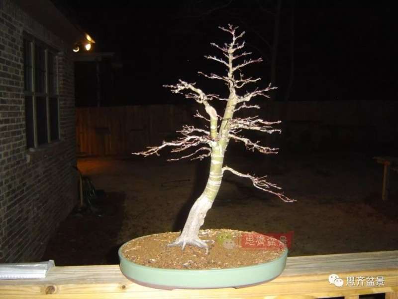 图解 红枫下山桩怎么制作成盆景