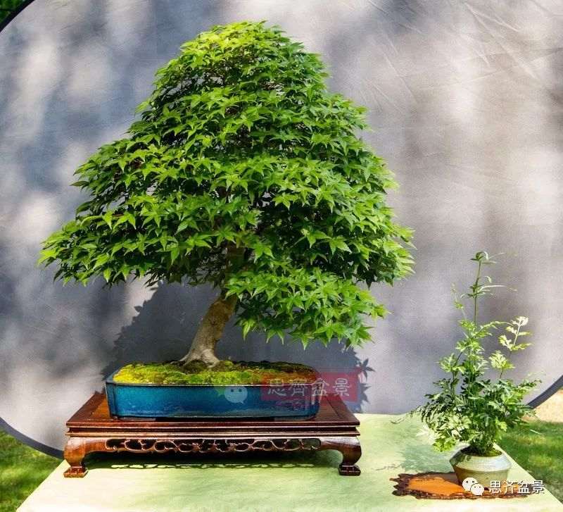 图解 红枫下山桩怎么制作成盆景