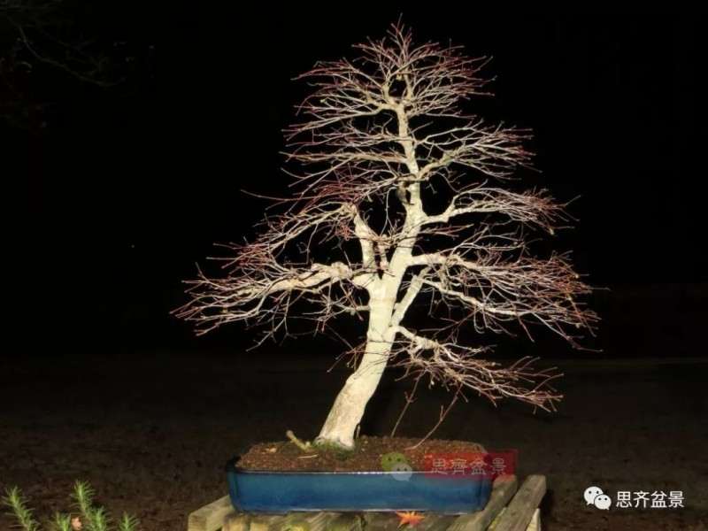 图解 红枫下山桩怎么制作成盆景