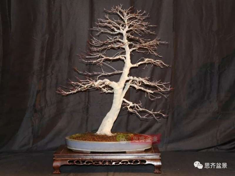图解 红枫下山桩怎么制作成盆景