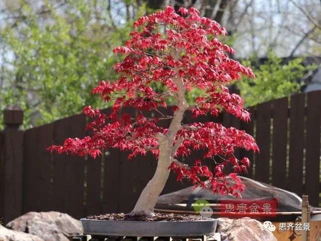 图解 红枫下山桩怎么制作成盆景