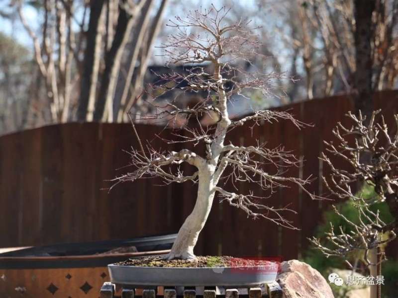 图解 红枫下山桩怎么制作成盆景