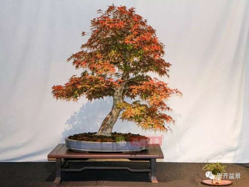 图解 红枫下山桩怎么制作成盆景