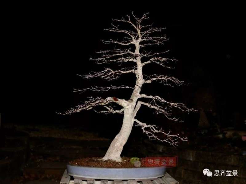 图解 红枫下山桩怎么制作成盆景